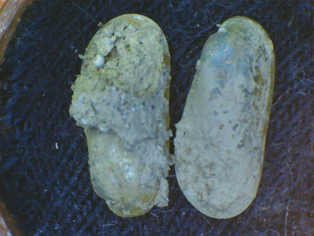 Idas 2 da determinare